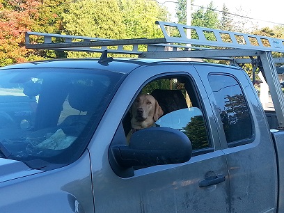 dog in truck